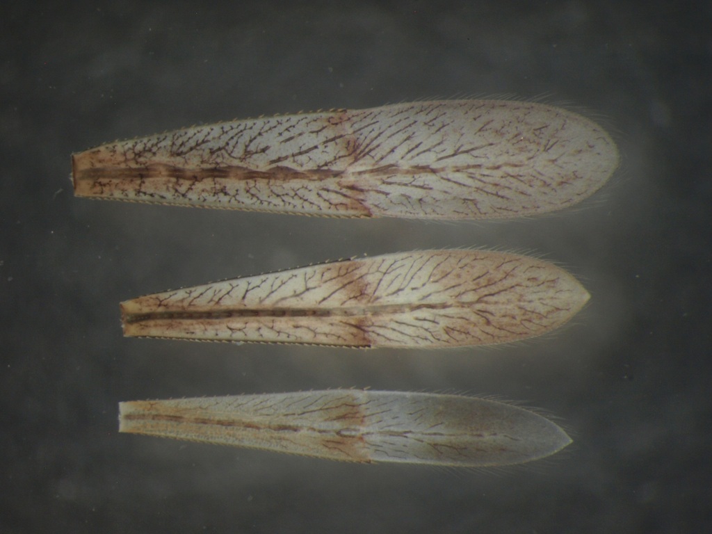 Coenagrion puella & pulchellum